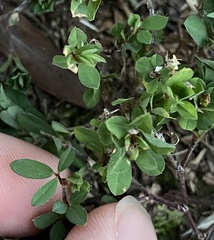 Lespedezinae