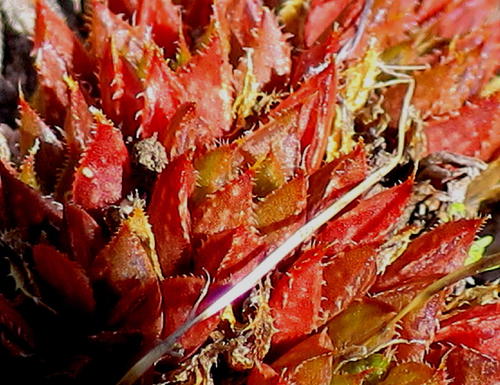 Haworthia mirabilis
