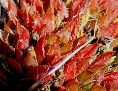 Haworthia mirabilis consanguinea