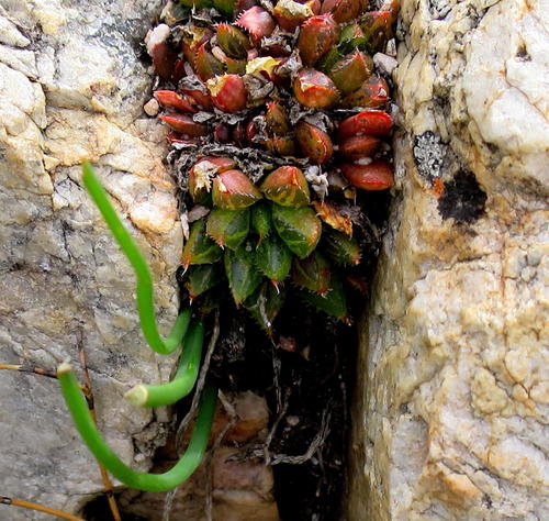 Haworthia mirabilis