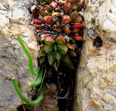 Haworthia mirabilis consanguinea