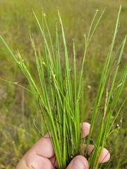Scleria ciliata