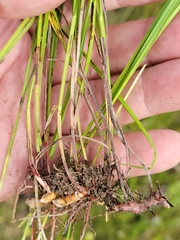 Scleria ciliata