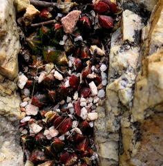 Haworthia mirabilis consanguinea