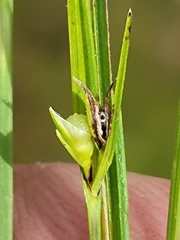 Scleria ciliata