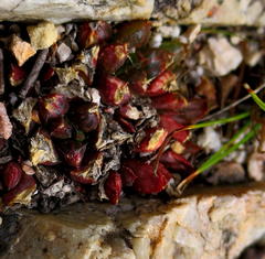 Haworthia mirabilis consanguinea