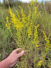 Solidago leavenworthii