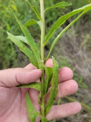 Solidago leavenworthii