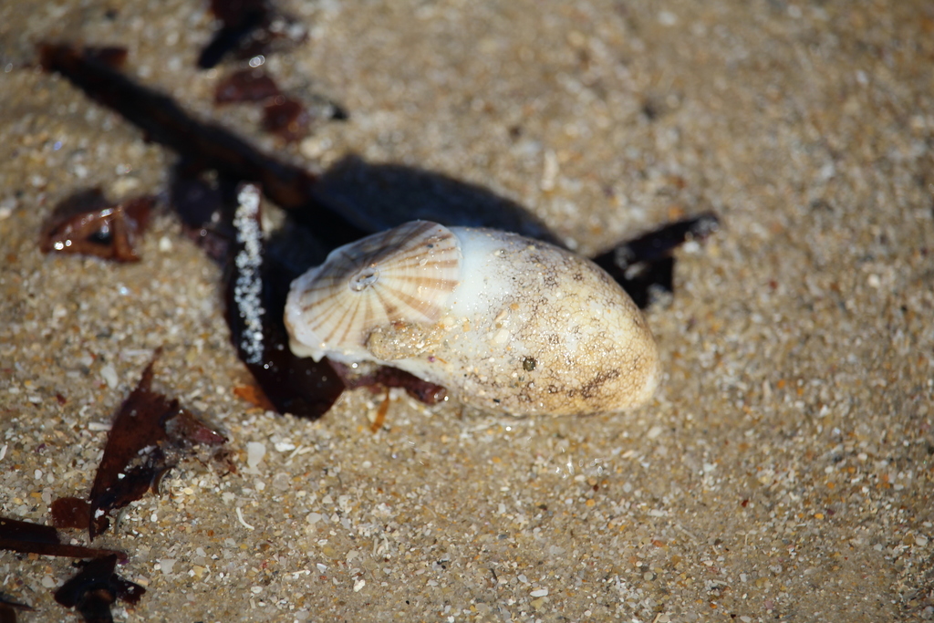 Javan Keyhole Limpet