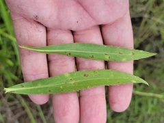 Solidago leavenworthii