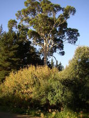 Eucalyptus diversicolor