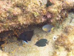 Pycnochromis nigrurus