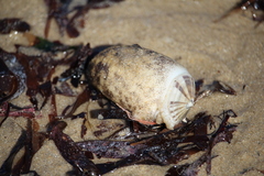 Amblychilepas javanicensis