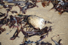 Amblychilepas javanicensis