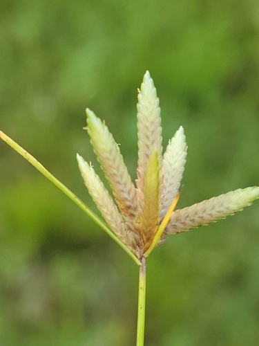 epiphytic flatsedge (Cyperus lanceolatus)