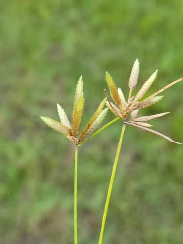 Image of Epiphytic Flatsedge (Cyperus lanceolatus) by (c) Jay Horn, some rights reserved (CC BY)