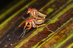 Thecomyia