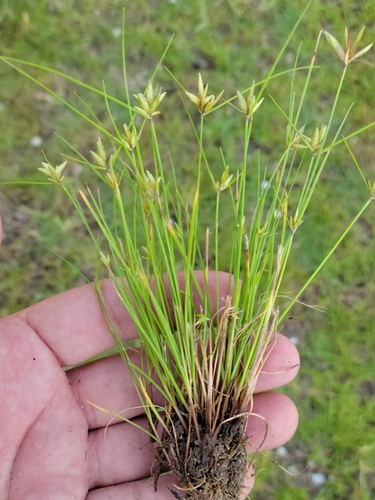 Image of Cyperus lanceolatus by (c) Jay Horn, some rights reserved (CC BY)