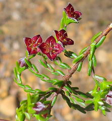 Lachnaea pudens