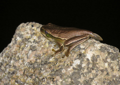 Boana prasina