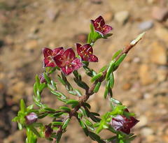 Lachnaea pudens