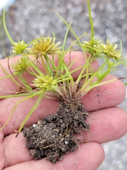 Cyperus pumilus