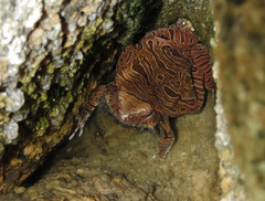 Physalaemus nattereri