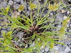 Cyperus pumilus