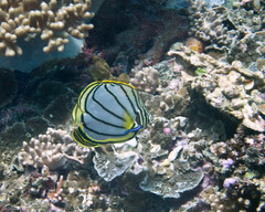 Chaetodon meyeri