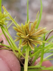 Cyperus pumilus