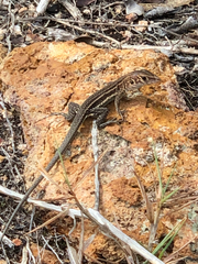 Pholidoscelis plei