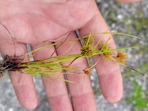 Cyperus cuspidatus image