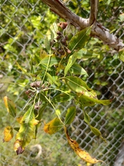 Bursera multijuga