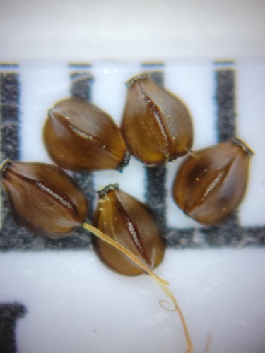 Cyperus compressus image