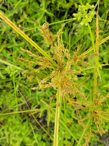 Cyperus iria image