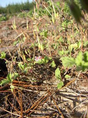 Pelargonium althaeoides