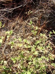 Pelargonium althaeoides