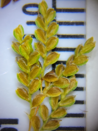 Cyperus iria image