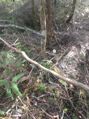 Pseudopanax crassifolius