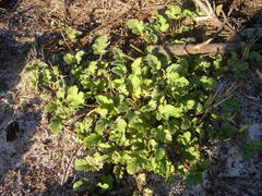 Pelargonium althaeoides