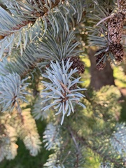 Picea pungens