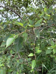 Alnus sieboldiana