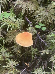 Cystoderma carcharias