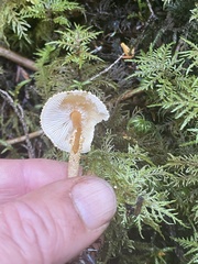 Cystoderma carcharias