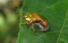 Aspidimorpha quadriremis