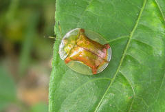 Aspidimorpha quadriremis