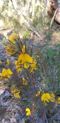 Gompholobium grandiflorum