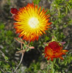 Drosanthemum bicolor