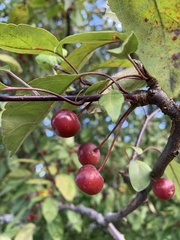 Malus