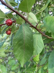 Malus